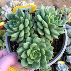 多肉植物青苹果图片