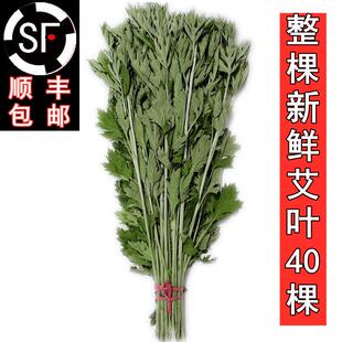 新鲜艾草整棵艾叶菖蒲清明节全株艾草叶长颗花束端午挂门艾蒿驱蚊