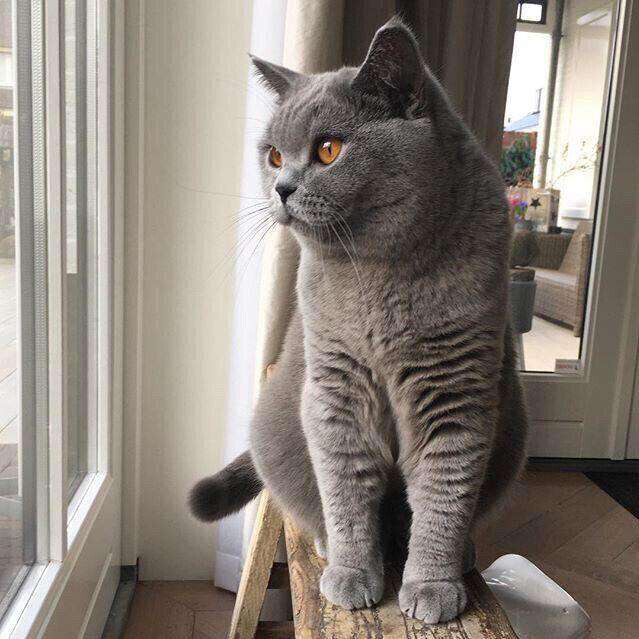 大连出售蓝猫_大连宠物狗-分类265网