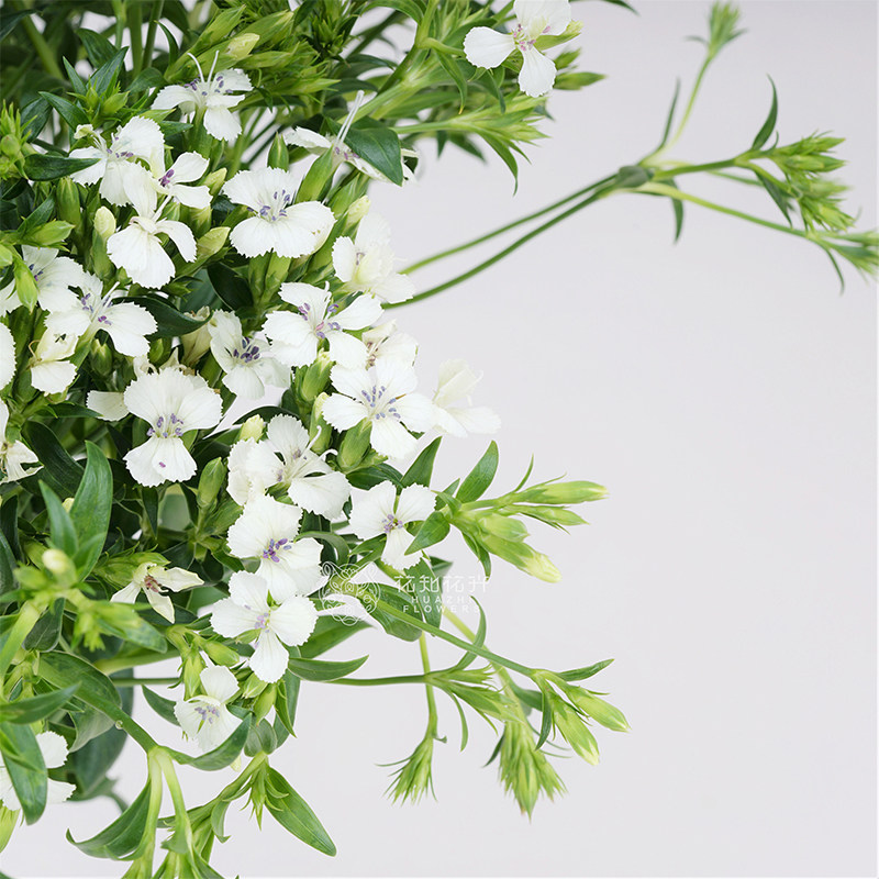 【福利降至19.9元】花知花卉相思梅家用办公室插花颜色随机发