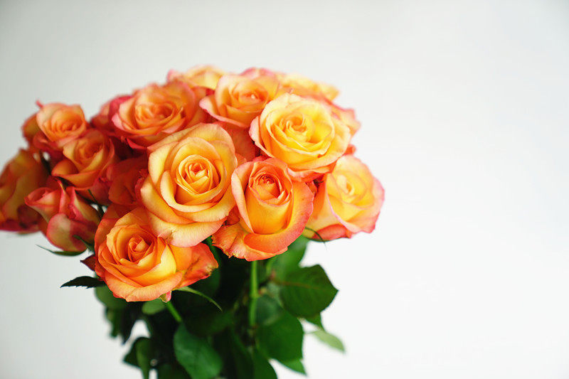 12/11包邮限量1束云南a级金玫瑰金辉10支