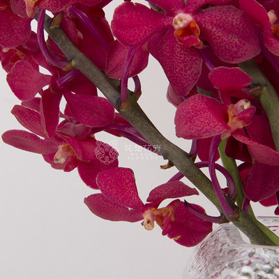 12/11【免保参拍】限量1束10支/束云南a级红色洋兰