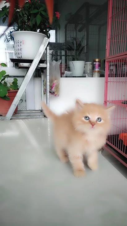 #有偿领养#宠物猫猫活体猫咪小猫橘猫狸花猫虎斑