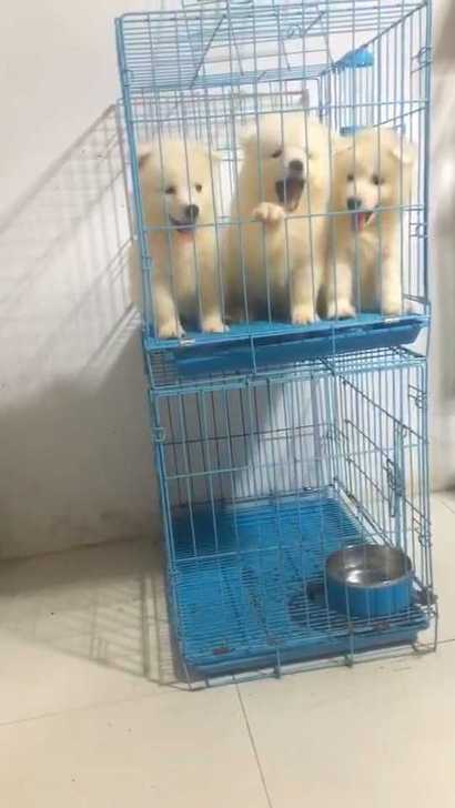 宠物犬，萨摩耶犬