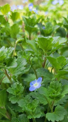 小米电视和荣耀智慧屏哪个好,揭秘评测真相,评测质量!