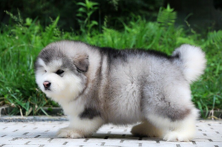 纯种阿拉斯加幼犬活体雪橇犬巨型十字桃脸阿拉斯加犬宠物狗狗宠物