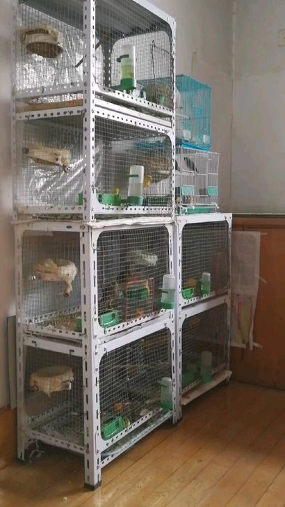 鸟笼，繁殖笼子，玉鸟笼