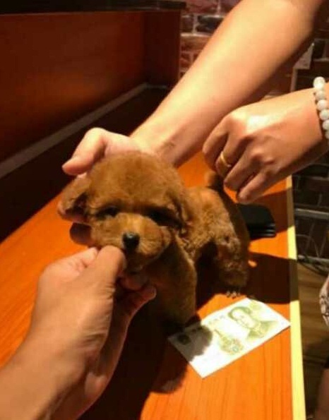 领养泰迪泰迪犬免费泰迪幼犬茶杯犬