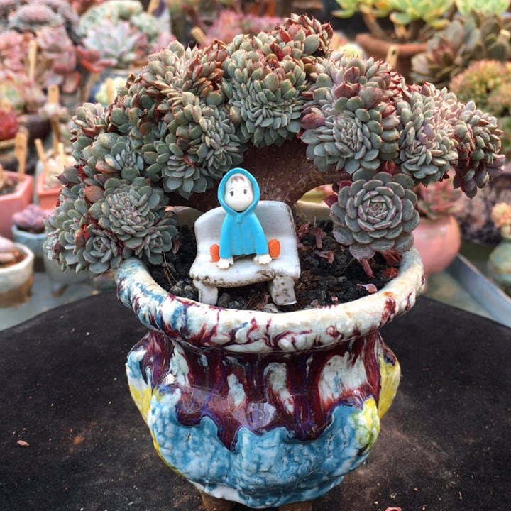 纸风车精品老桩露养控养多肉植物