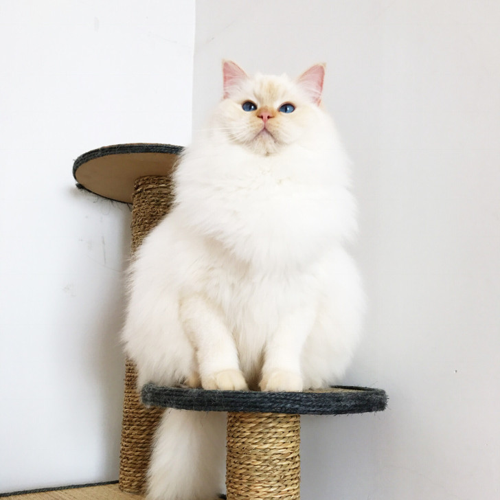 火焰色布偶猫绝育领养海豹双色布偶猫奶油色