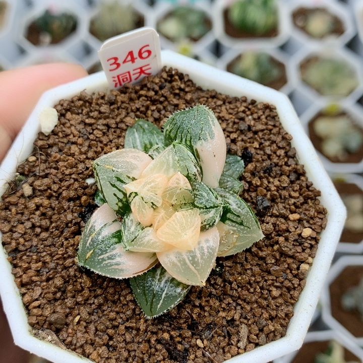 346号砂糖寿锦侧芽多肉植物