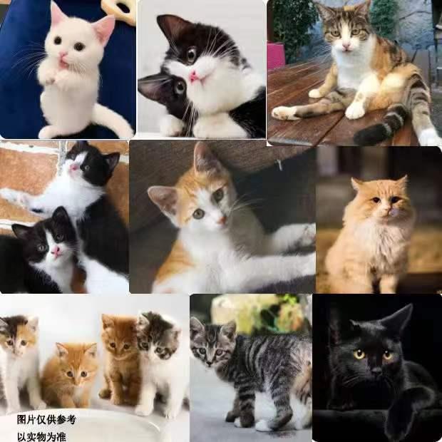 中华田园猫便宜三花猫小猫崽狸花猫猫真猫抓老鼠便宜小猫活体橘猫