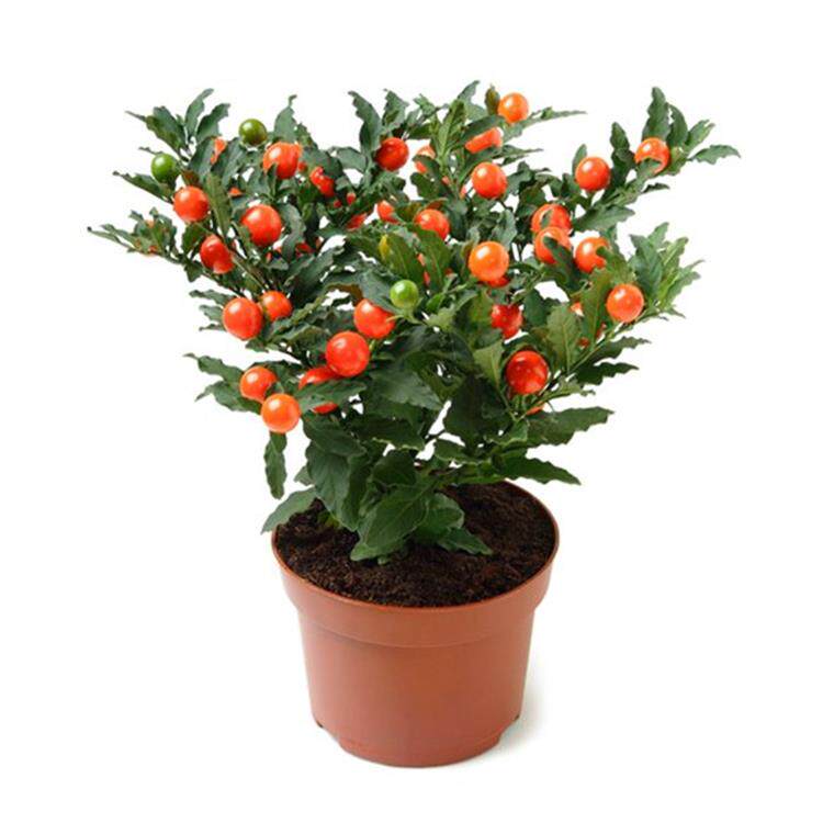 耐寒耐热多年生冬珊瑚 吉庆果红珊瑚豆 看樱桃 四季