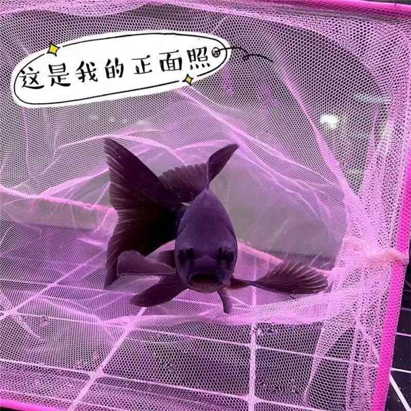 正品黑彗星纯种黑色墨蝶蝴蝶鲤鱼锦鲤观赏鱼七鳍大尾冷水风水鱼