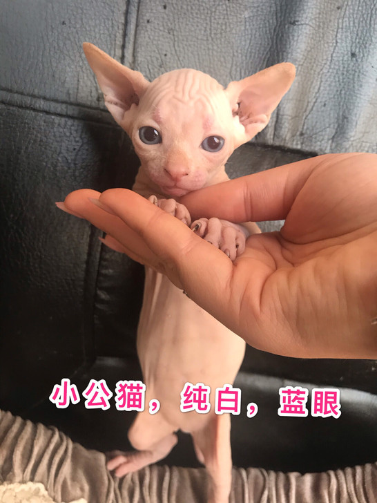 火急急售斯文克斯无毛猫自家繁殖接受预定，两公一母，