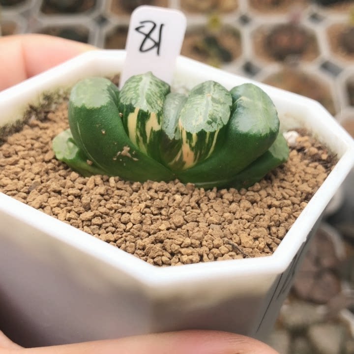 北斋玉扇一物一拍根系多肉植物