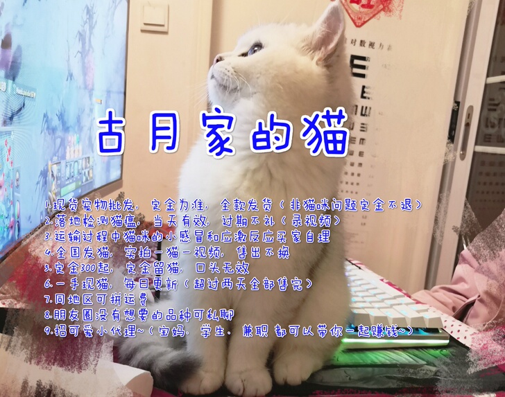 猫咪领养