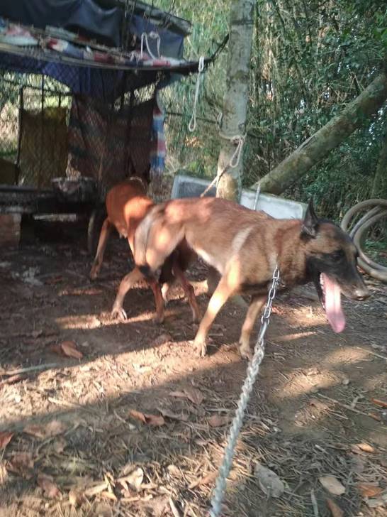 双血统大体爆红马犬自家马犬快生马犬崽，