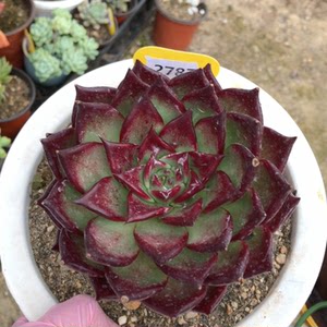 2787罗布罗宾布兰迪杂交    28冷链包邮非偏远晾7天