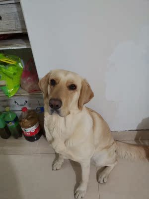 听实话:鲨客吸尘器的优点有哪些啊?我最怕有问题退麻烦