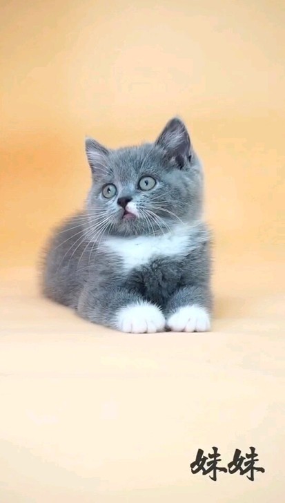 纯种蓝猫幼猫英国短毛猫英短蓝猫幼猫活体折耳猫宠物猫咪