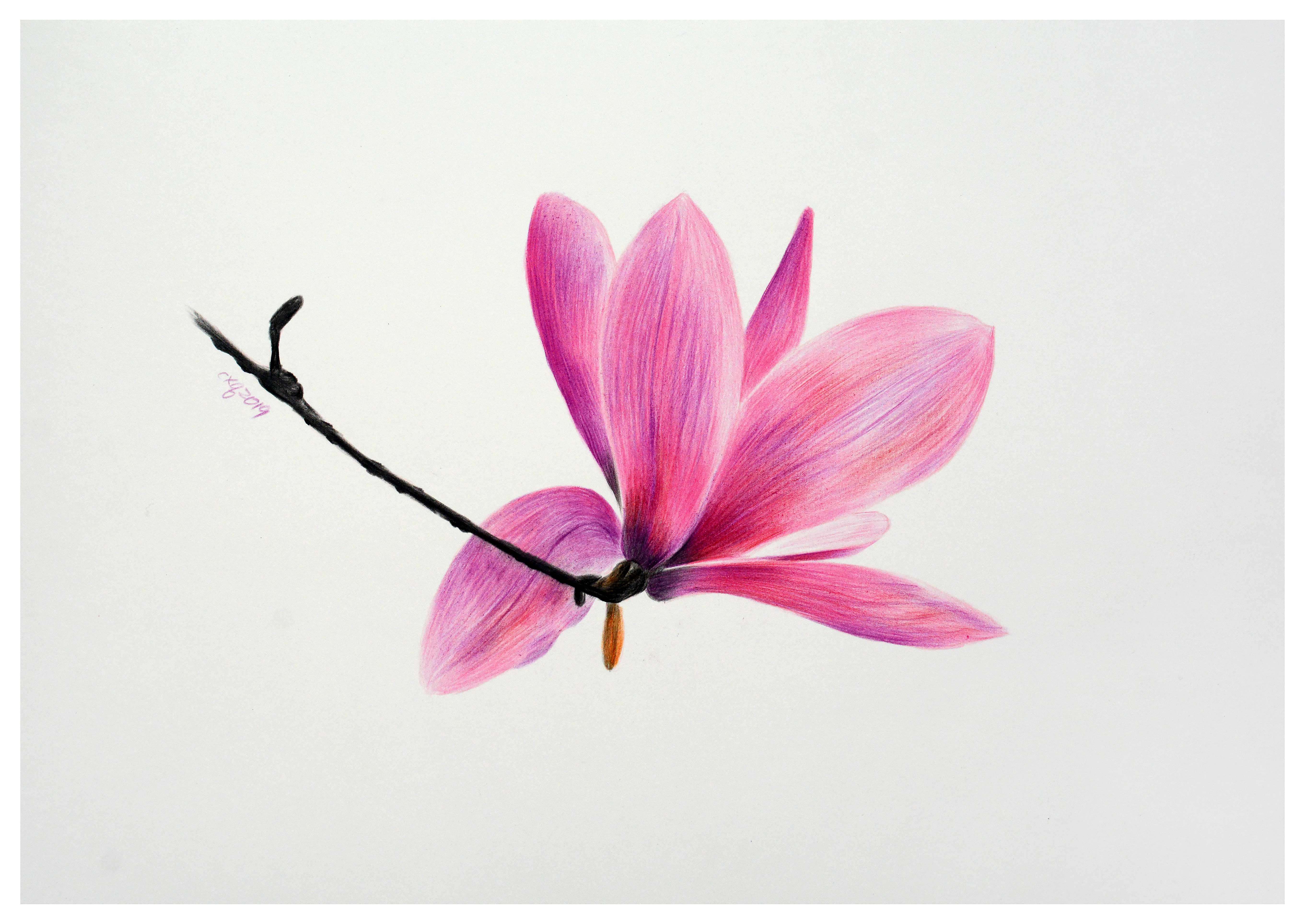 素描小幅精品 陈晓青《玉兰花》