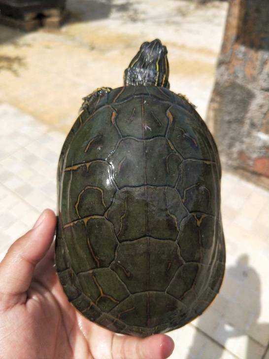 西锦种龟,自留个体,宝石绿,退壳无敌漂亮,15cm,品相自鉴