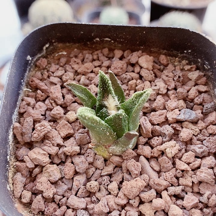 实生勃氏牡丹满减多肉植物