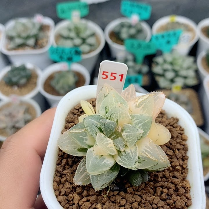 551号砂糖寿锦多肉植物