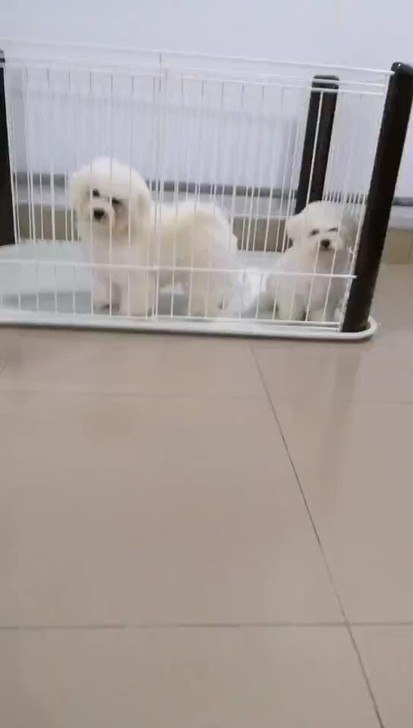 精品比熊犬