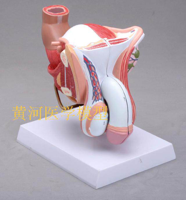 黄河医学模型厂男性生殖解剖模型 睾丸 膀胱 自然大1:1男性生殖器层次