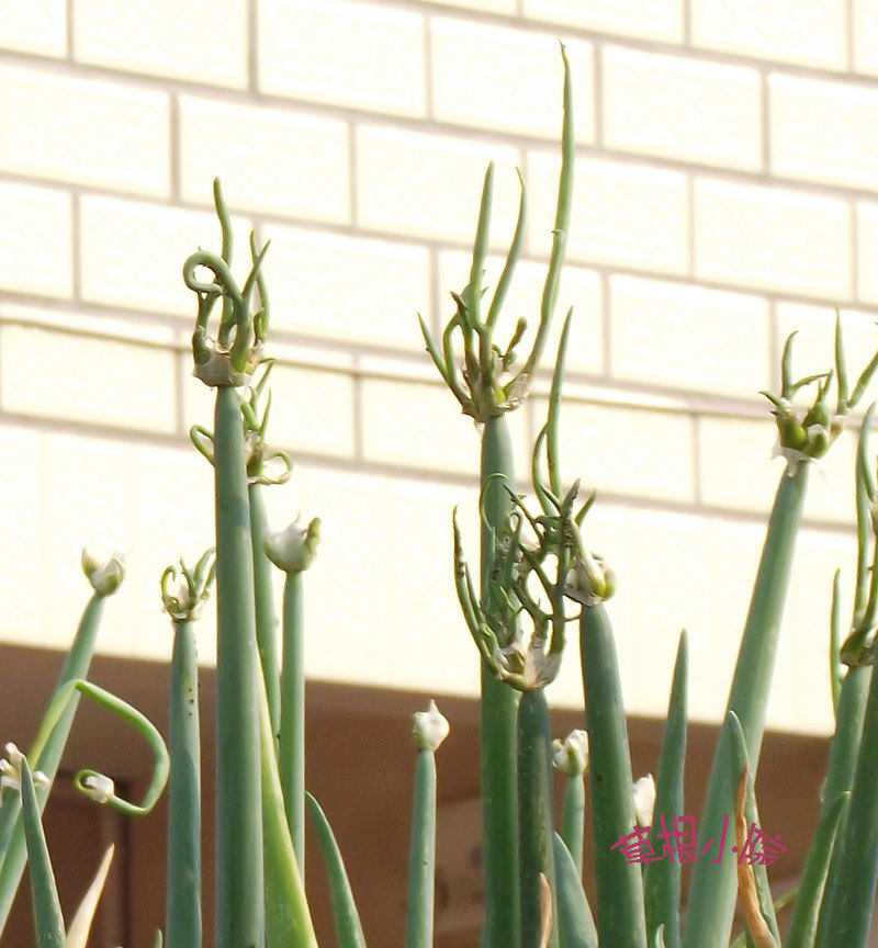 天葱天葱,又称龙爪葱,楼葱,分蘖力强,稍有鳞茎.天葱,天葱能不能吃