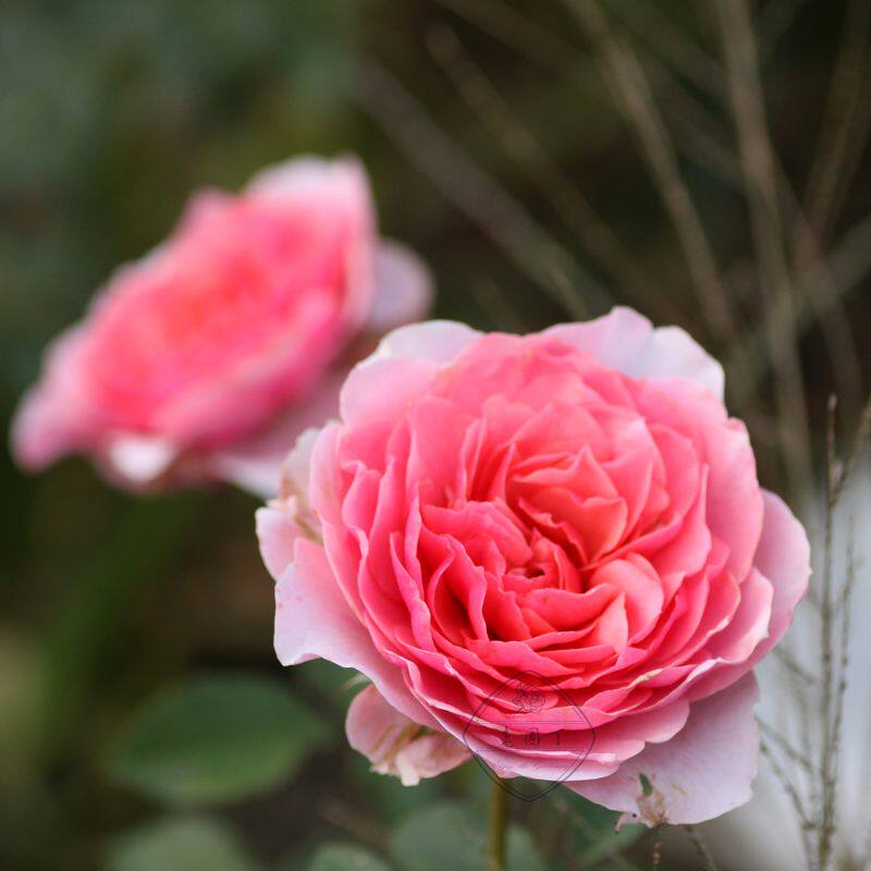 豁新新品灌木月季星斗欧月花苗时令草本花卉