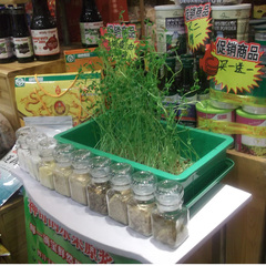 台湾进口水培芽菜箱 芽苗培育箱|送试种 种子