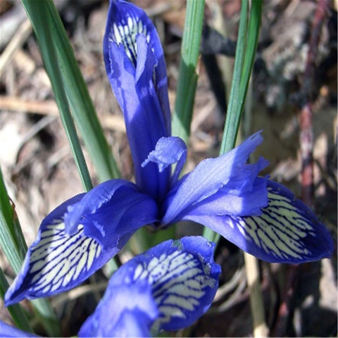 新疆野生花卉 稀有植物 原生种 紫苞鸢尾iris rutenica 抢购