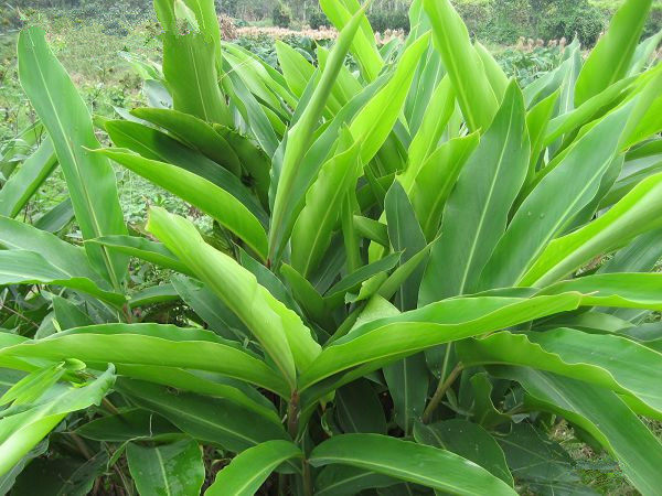 年糕叶粿叶艳山姜月桃叶用于做年糕蒸米饺包粽子10张3元