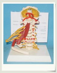 高级人体颈椎带肌肉神经模型 人体颈椎骨骼模型 颈椎模型