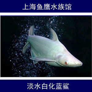 水族白化蓝鲨淡水鱼热带鱼大型鱼鲨鱼宠物鱼凶猛鱼观赏鱼活体鱼
