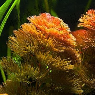 【尚品水族】红菊花 红金鱼草 中后景鱼缸水草造景中景水草红松尾