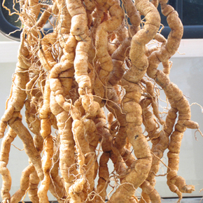 正宗德庆生巴戟天壮腰 补肾助阳 祛风除湿强筋健骨新鲜生巴戟天