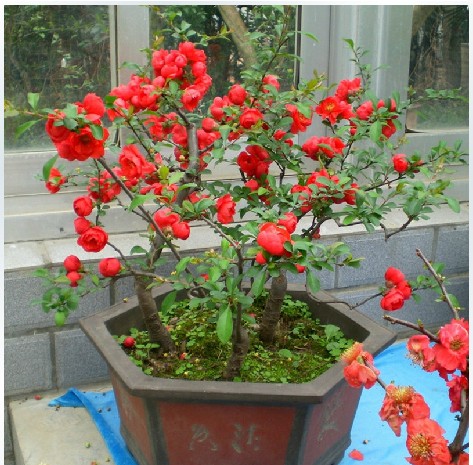 盆栽海棠花的养殖方法(盆栽海棠花的养殖方法和注意事项视频)