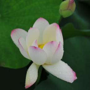 夏季耐热水生花卉*碗莲种子*玉玲珑*(daintyjade)1粒