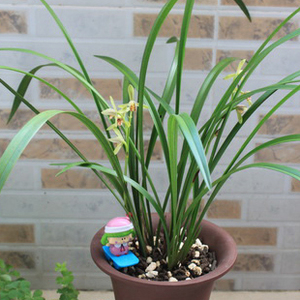 兰花苗 建兰 小桃红建兰 四季兰 花卉盆栽 室内办公室盆景绿植