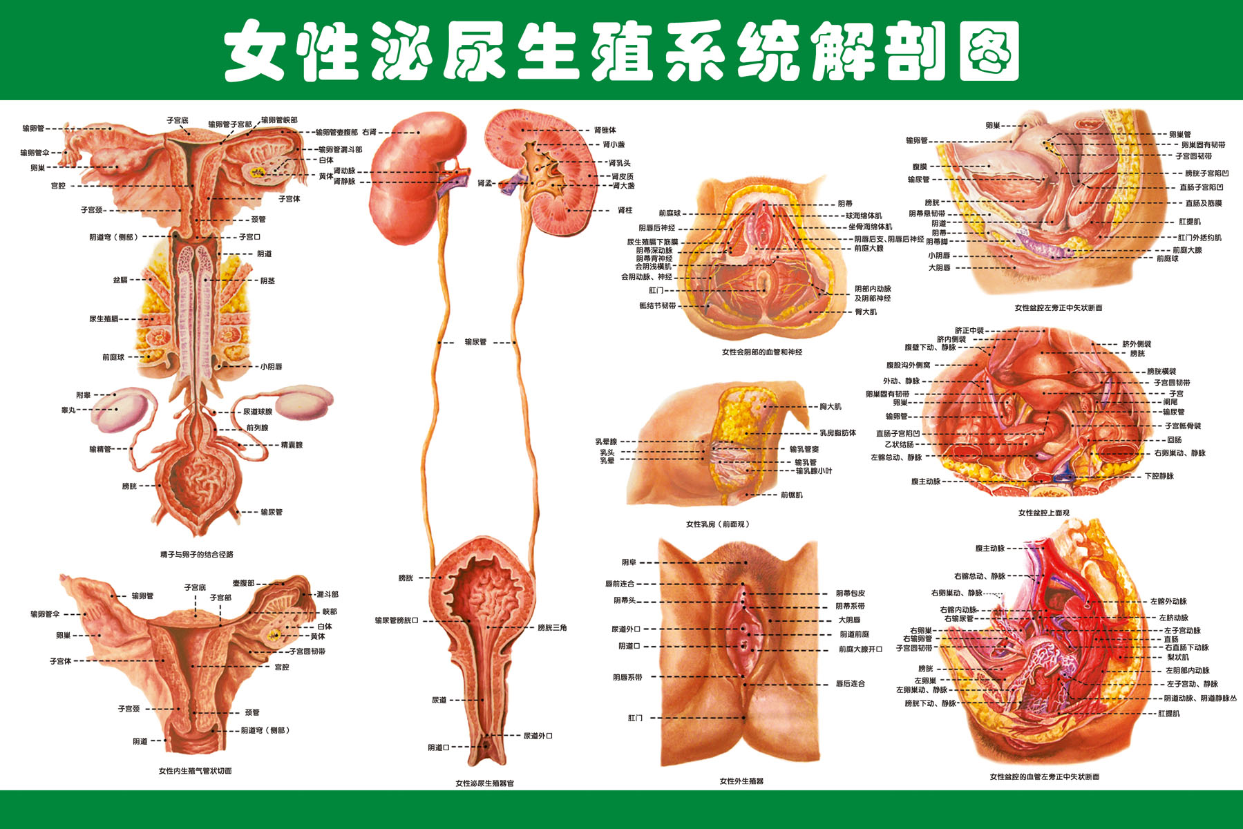 女性泌尿系统高清大图图片