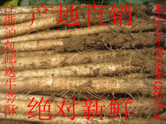 徐州特产2016出口级刚出土两年生新鲜牛蒡根特价包邮 牛蒡茶