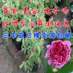 精品玫瑰【欧洲食用香水玫瑰】盆栽玫瑰花苗 花卉植物 观赏食用