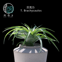 胭脂玉 空气凤梨  T.Brachycaulos  贝可利 圣诞空凤  无土植物