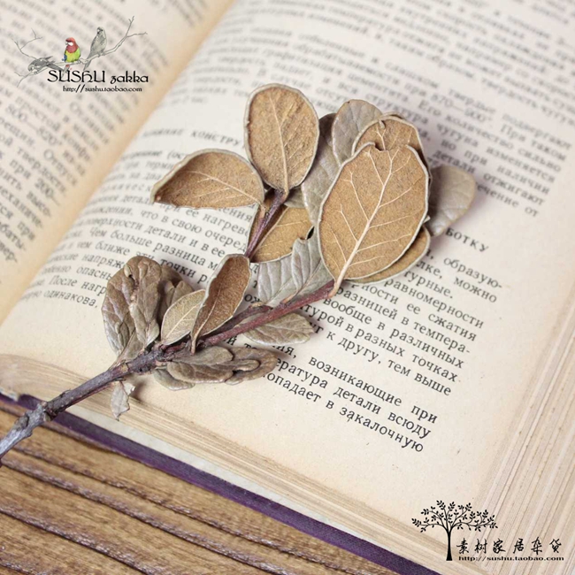 {素樹}幹花 雜貨 複古擺設 天然樹葉 拍照道具 DIY材料在類目 鮮花速遞/花卉仿真/綠植園藝, DIY仿真花材料, 製作材料(新), 樹葉中 - 來自Buy2taobao.com提供專業的淘寶代購服務