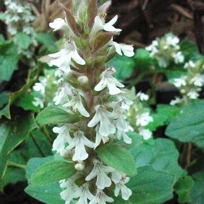 白毛夏枯草药效图片