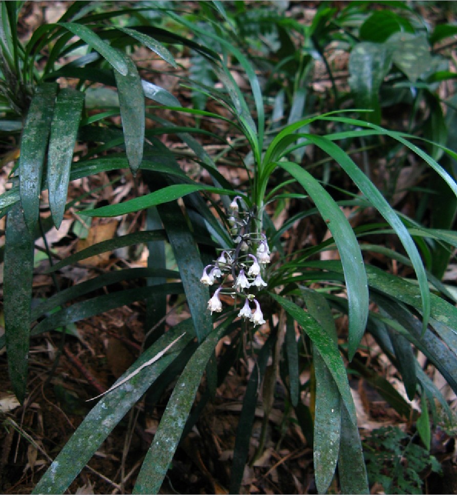 广西原生阴生花卉盆栽 长茎沿阶草 水陆缸生态缸热带雨林植物绿植